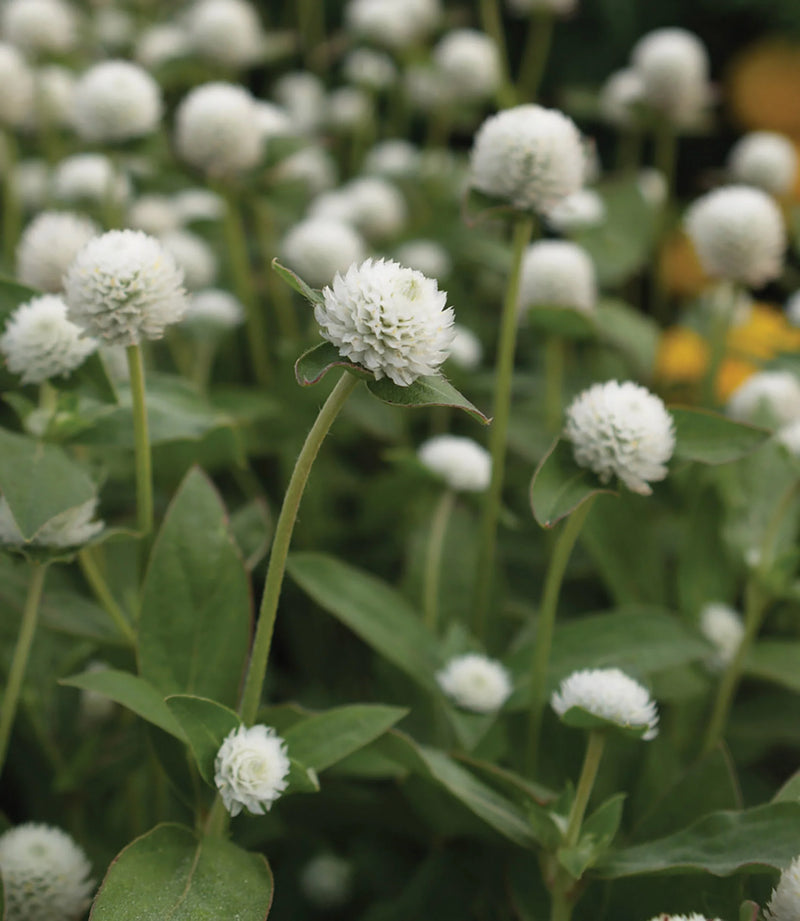 Gomphrena - White - 10 Stems/Bunch