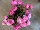 Peony - Medium Pink - 10 Stems/Bunch