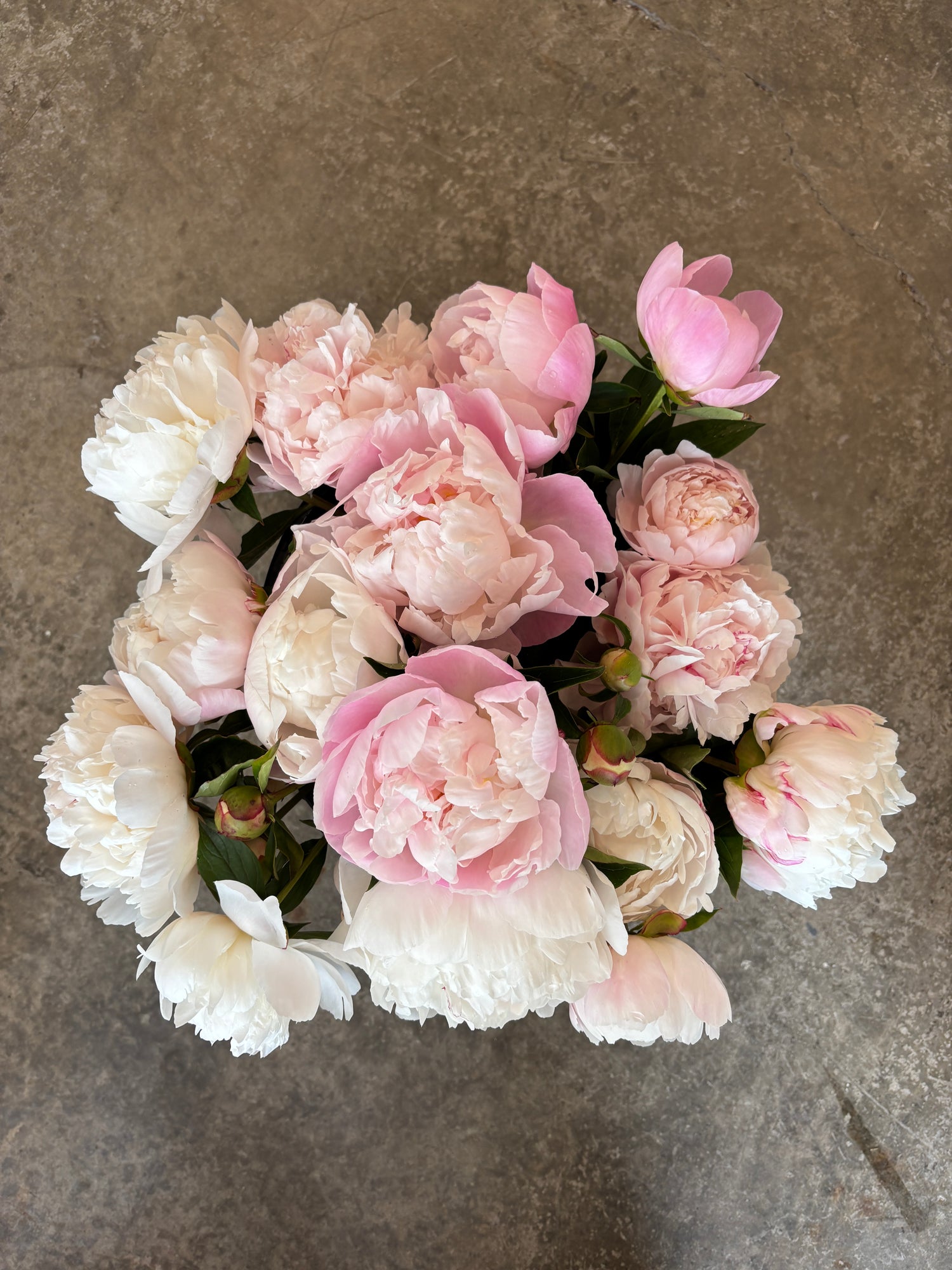 Peony - Light Pink - 10 Stems/Bunch