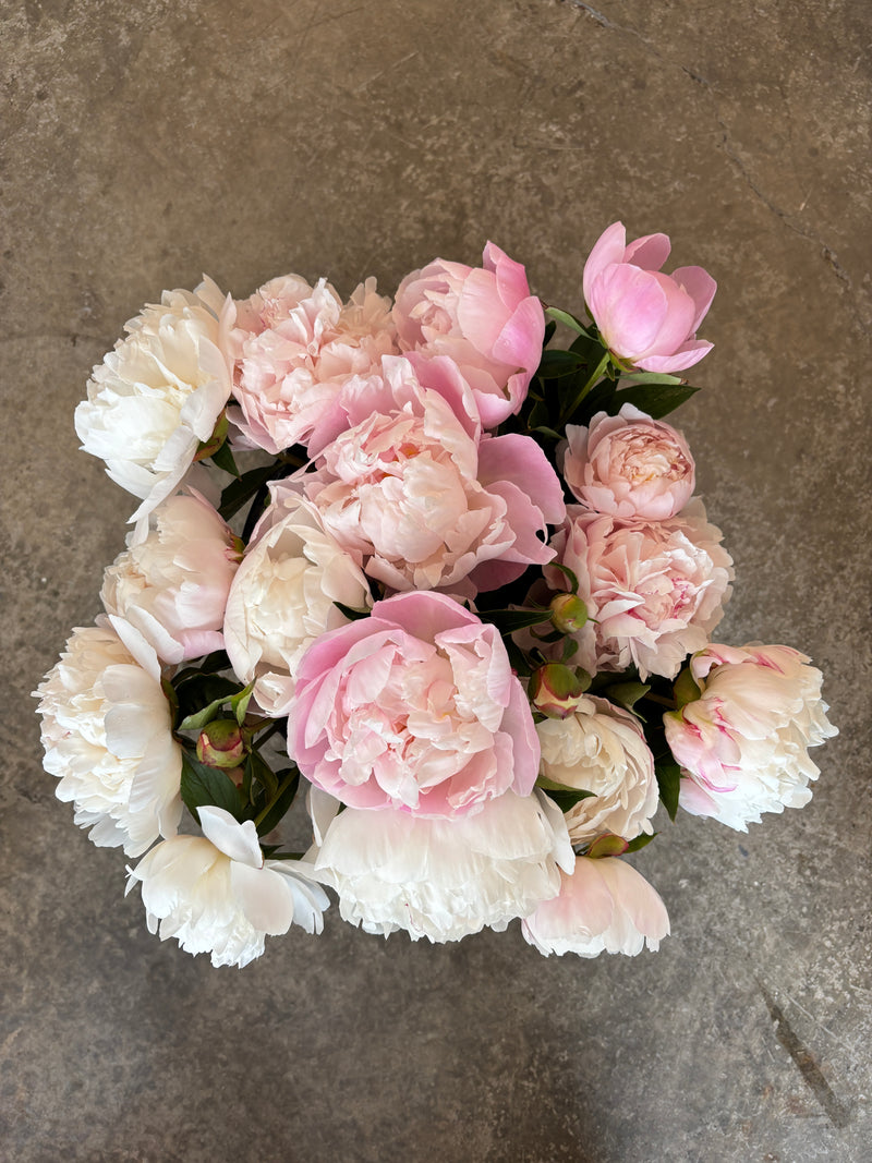 Peony - Light Pink - 10 Stems/Bunch