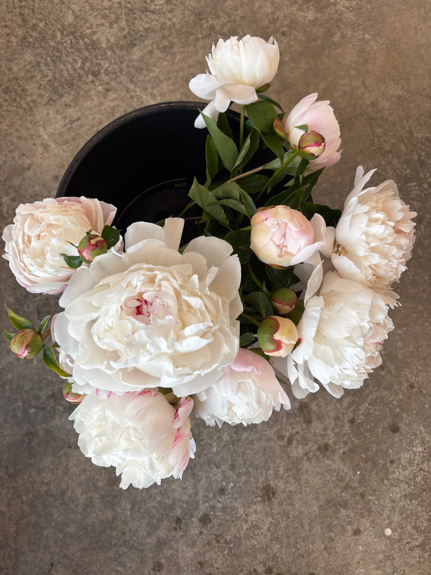Peony - White - 10 Stems/Bunch