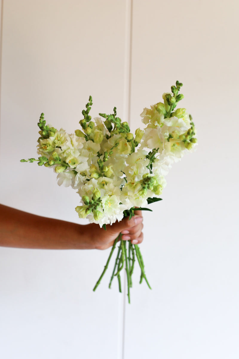 Snapdragon - Butterfly White - 10 Stems/Bunch