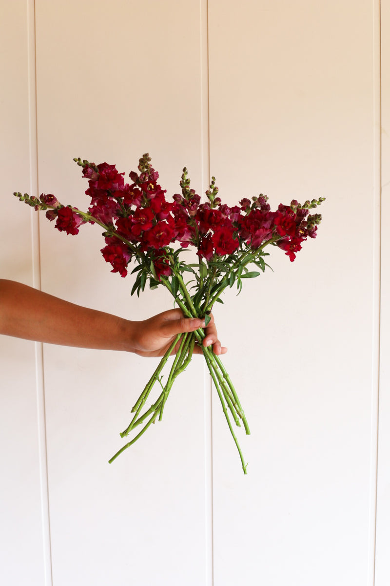 Snapdragon - Butterfly Red - 10 Stems/Bunch