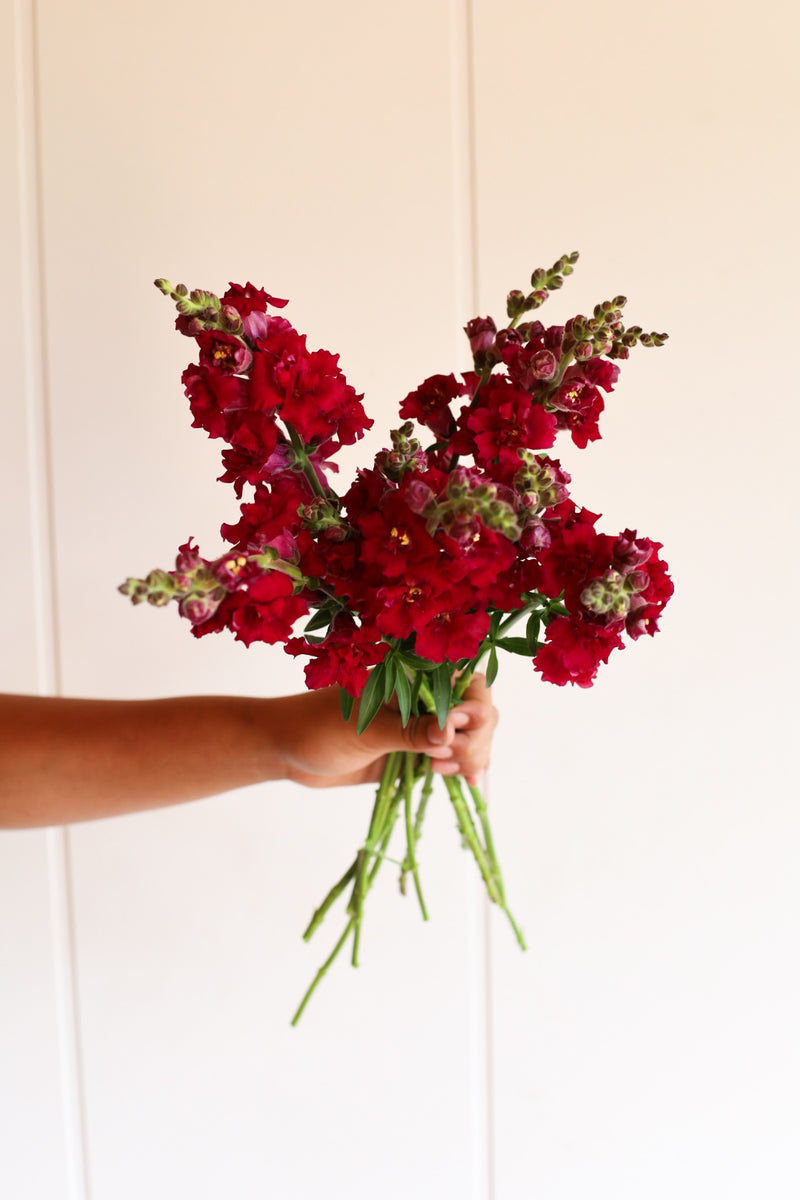 Snapdragon - Butterfly Red - 10 Stems/Bunch
