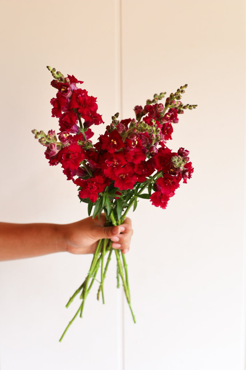 Snapdragon - Butterfly Red - 10 Stems/Bunch