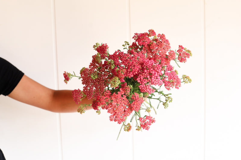 Yarrow - Mix - 20 Stems/Bunch