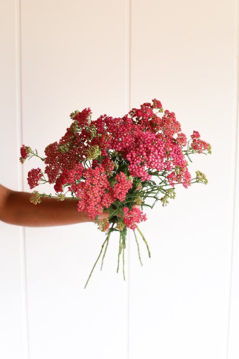 Yarrow - Mix - 20 Stems/Bunch