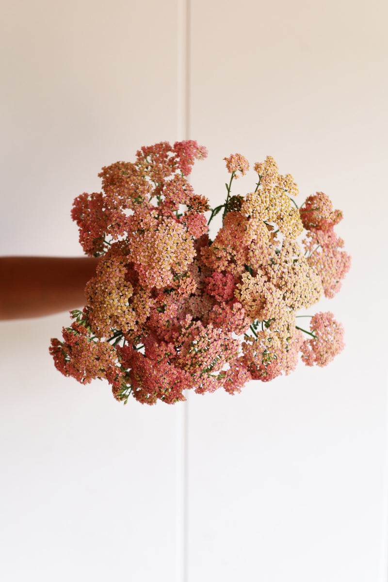 Yarrow - Mix - 20 Stems/Bunch