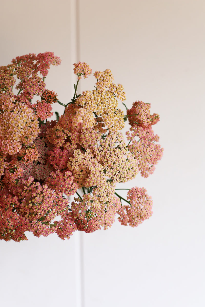 Yarrow - Mix - 20 Stems/Bunch