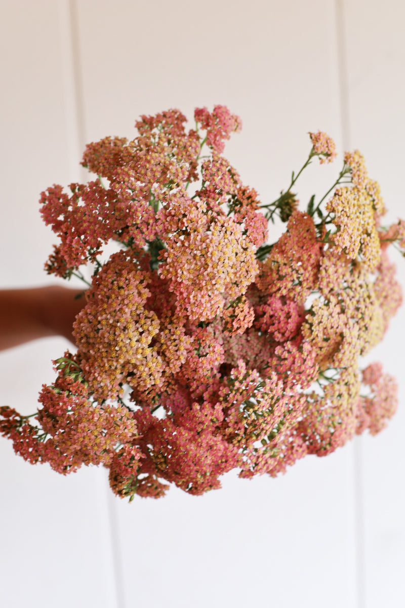 Yarrow - Mix - 20 Stems/Bunch