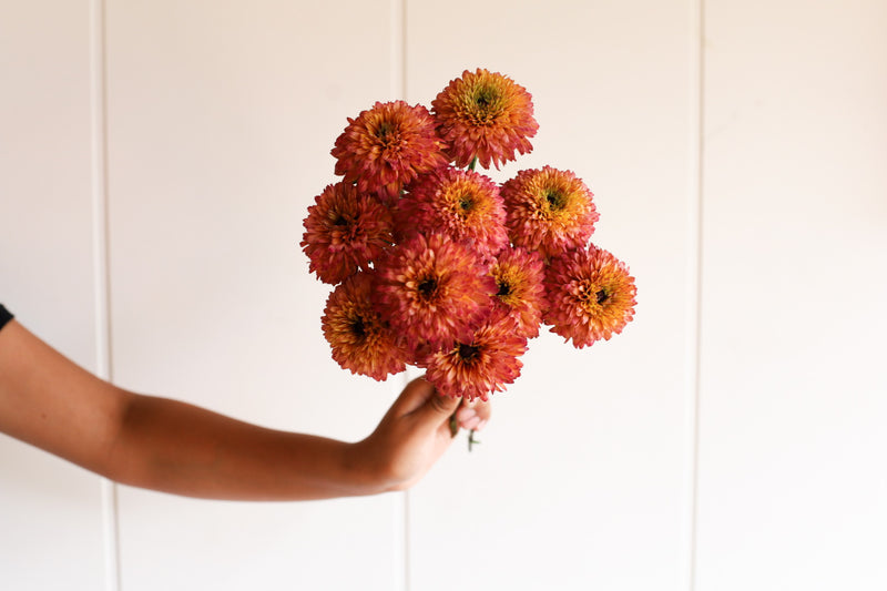 Echibeckia - Summerina Summer Glow - 10 Stems/Bunch