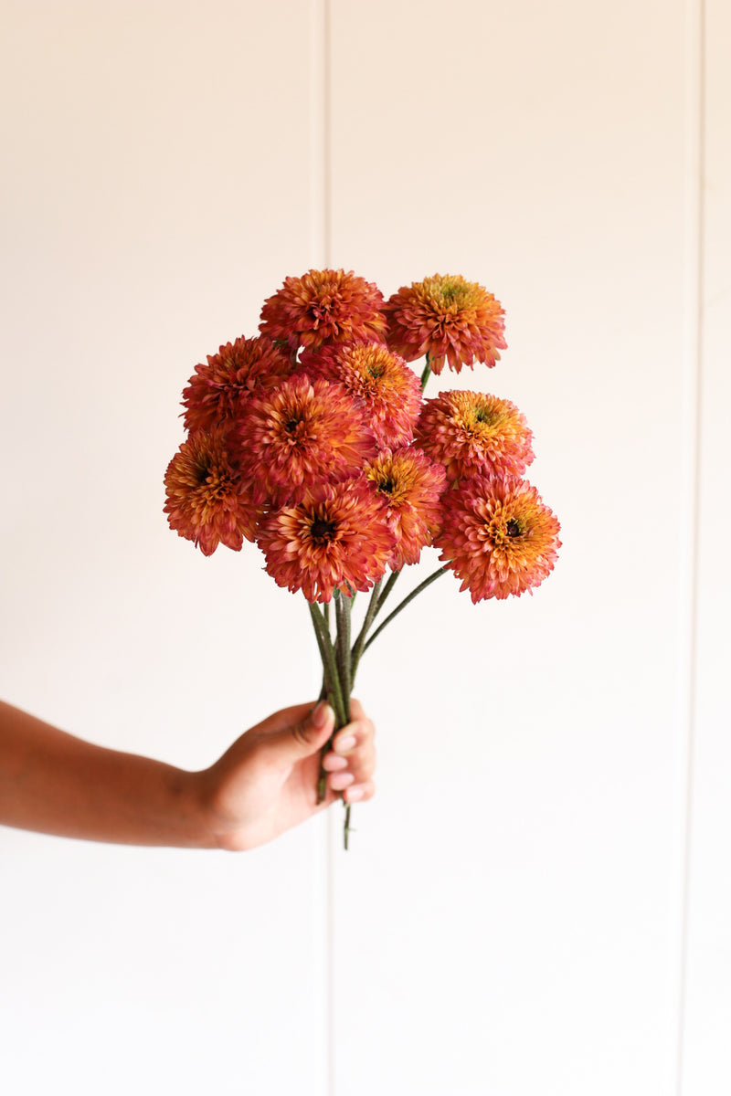 Echibeckia - Summerina Summer Glow - 10 Stems/Bunch