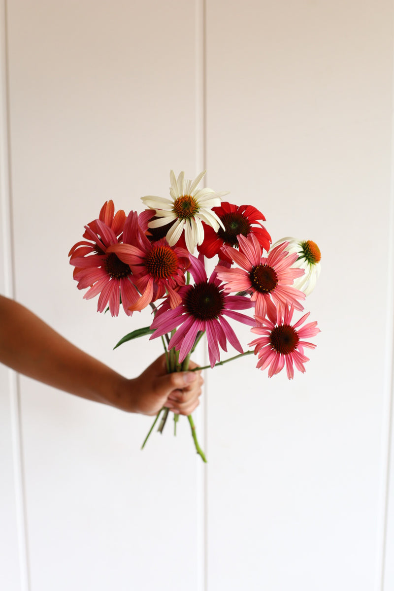 Echinacea - Mix - 10 Stems/Bunch