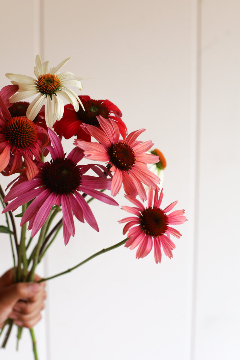 Echinacea - Mix - 10 Stems/Bunch