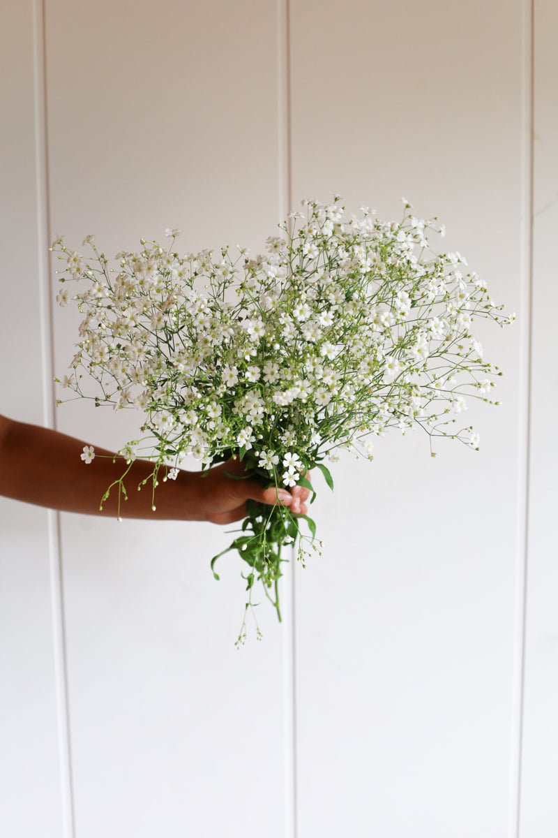 Baby's Breath - Covent Garden - 10 Stems/Bunch
