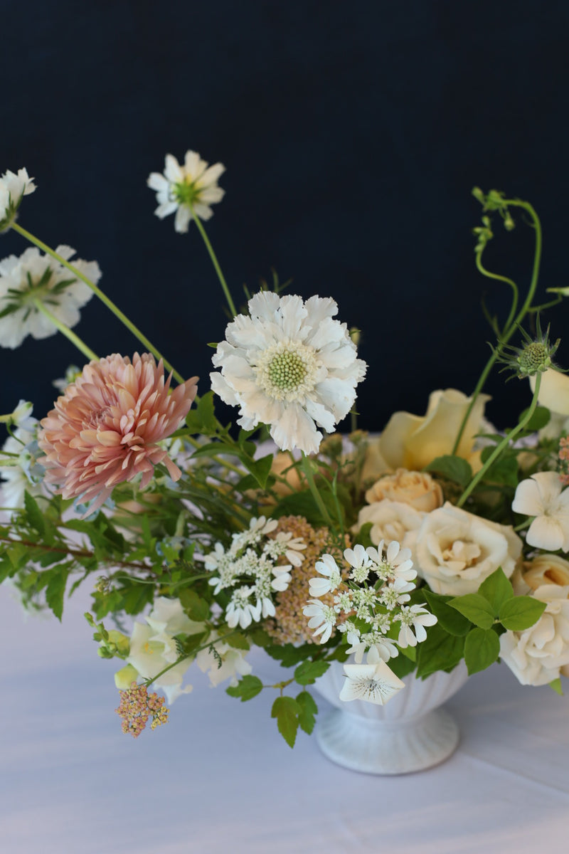 Scabiosa - White - 10 Stems/Bunch