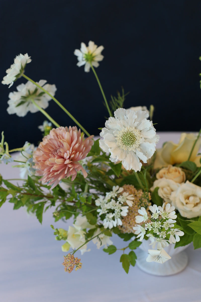 Scabiosa - White - 10 Stems/Bunch