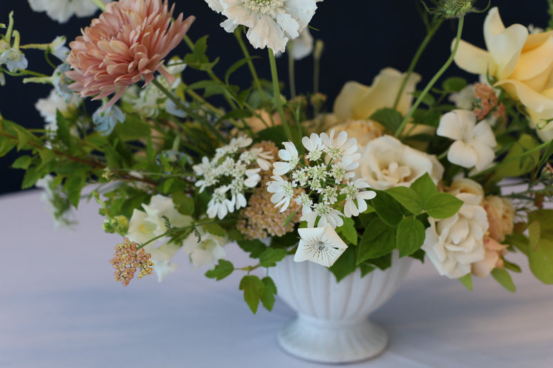 Orlaya - White - 10 Stems/Bunch