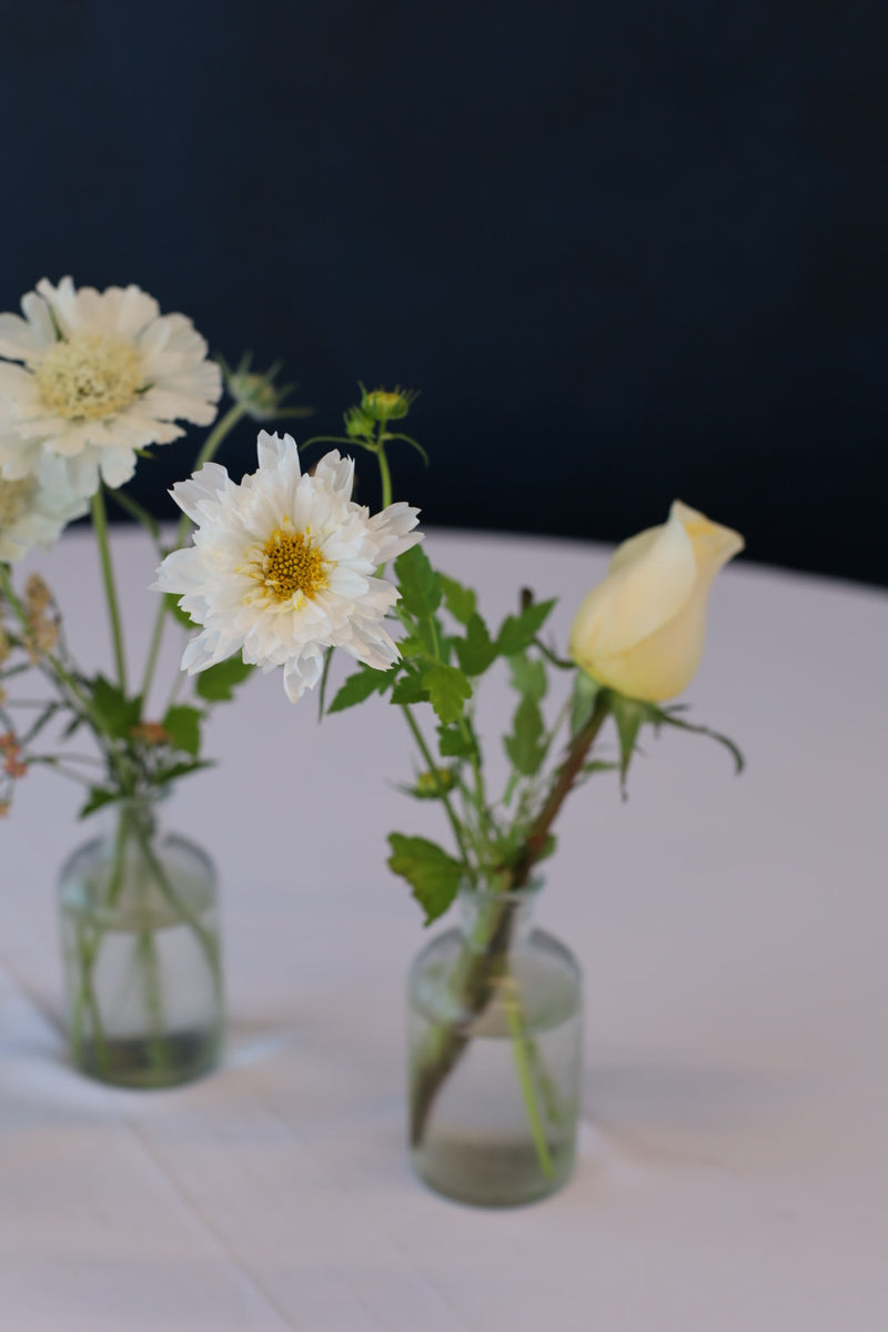 Cosmos - Cupcake - White - 10 Stems/Bunch