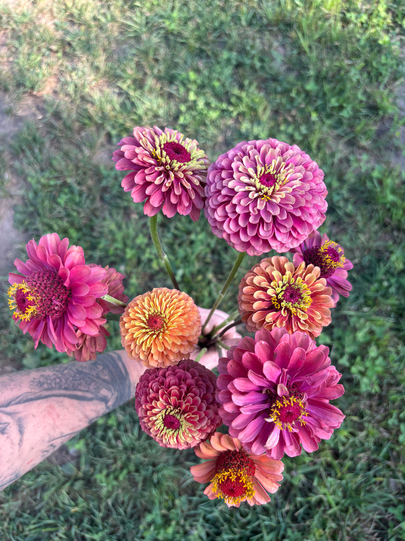 Zinnia - Dusty/Muted/Queen Lime Mix - 10 Stems/Bunch