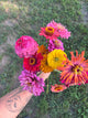 Zinnia - Bright Mix - 10 Stems/Bunch