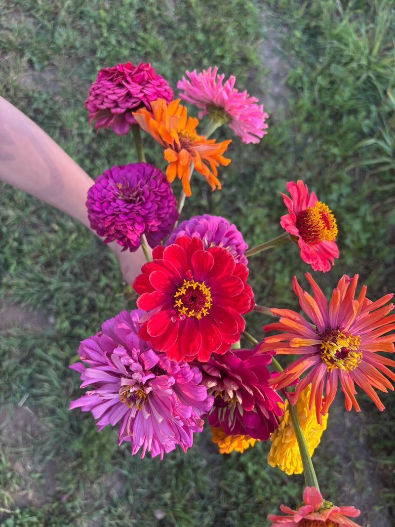 Zinnia - Bright Mix - 10 Stems/Bunch
