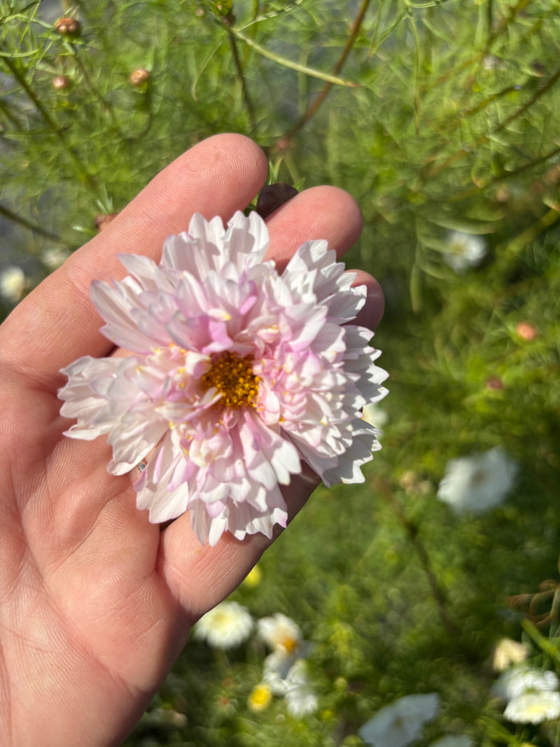 Cosmos - Blush - 10 Stems/Bunch