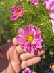 Cosmos - Double - Pink - 10 Stems/Bunch