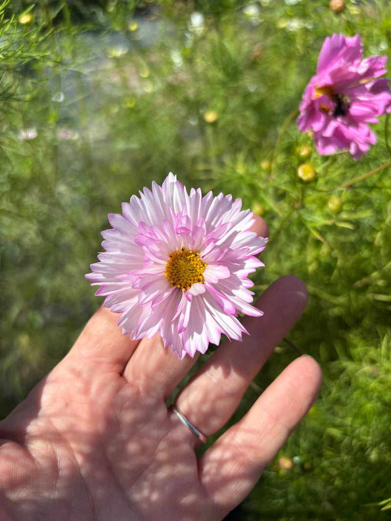 Cosmos - Blush - 10 Stems/Bunch