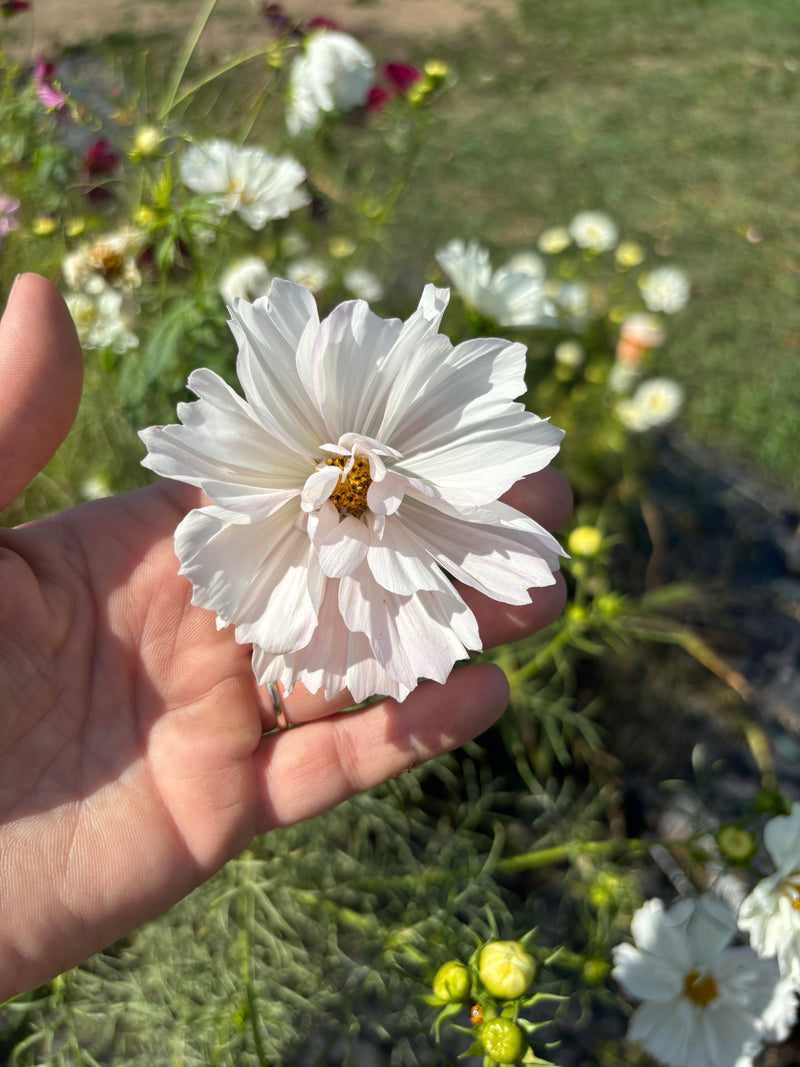Cosmos - Cupcake - White - 10 Stems/Bunch