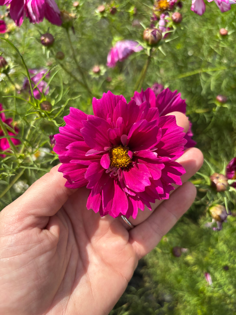 Cosmos - Double Cranberry - 10 Stems/Bunch