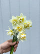 Daffodil - White Lion - 10 Stems/Bunch