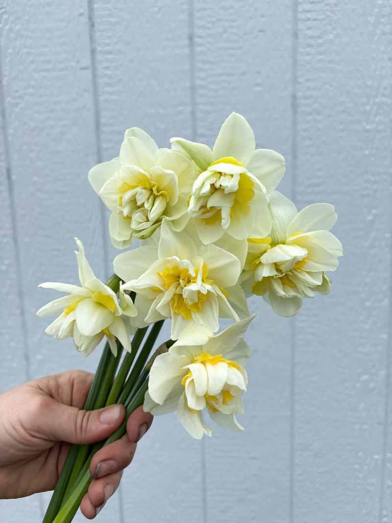 Daffodil - White Lion - 10 Stems/Bunch