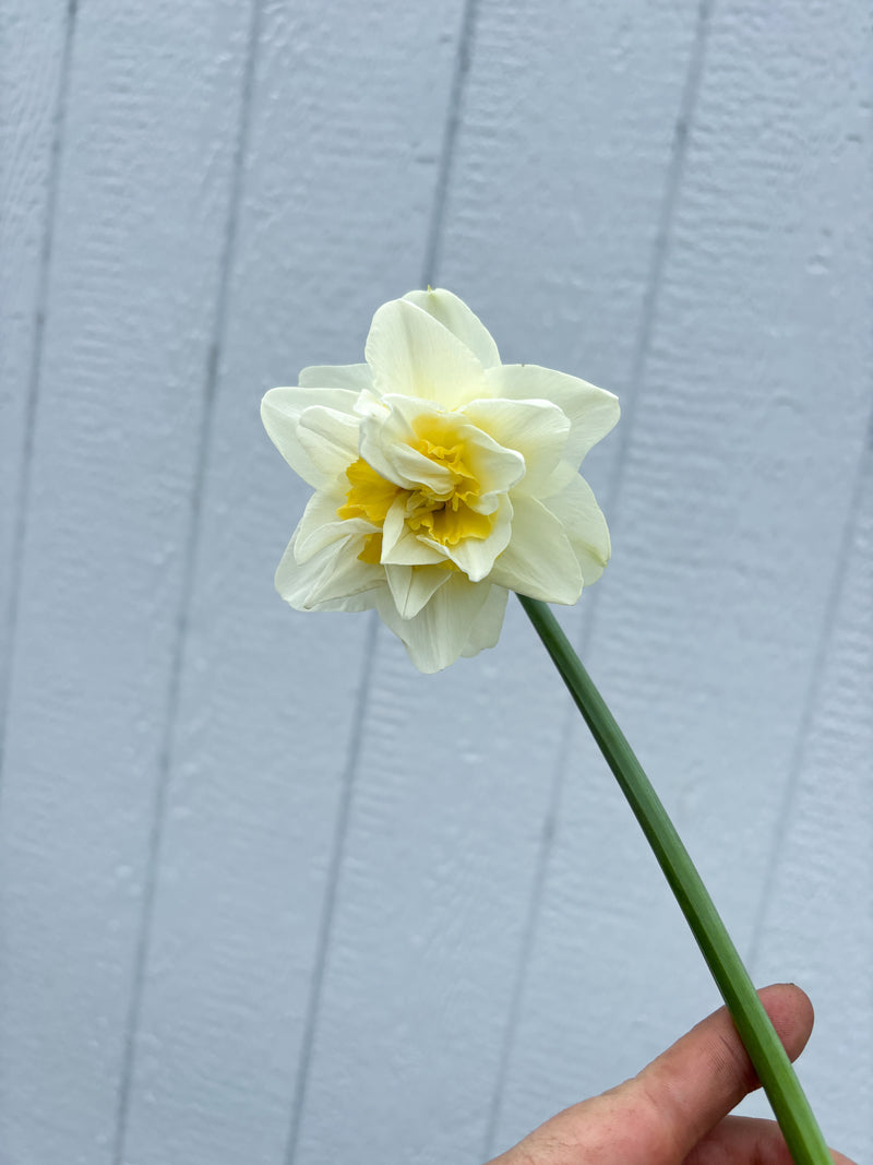 Daffodil - White Lion - 10 Stems/Bunch