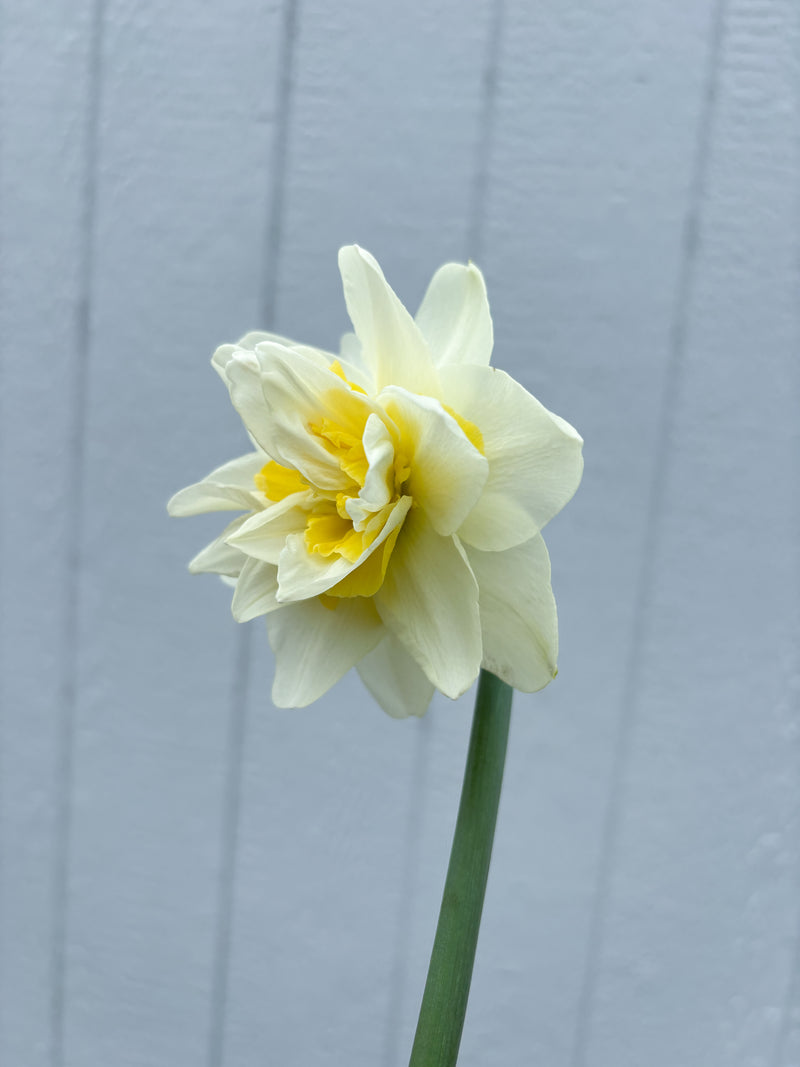 Daffodil - White Lion - 10 Stems/Bunch