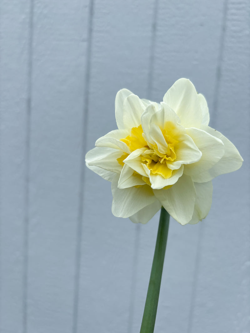 Daffodil - White Lion - 10 Stems/Bunch