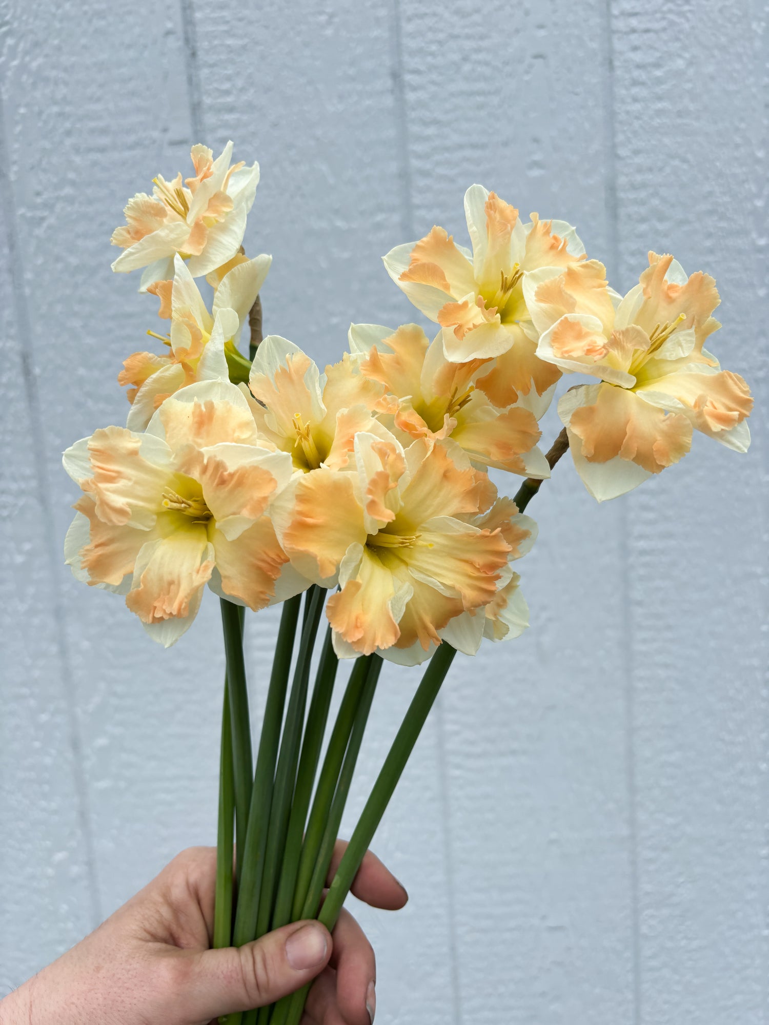 Daffodil - Cum Laude - 10 Stems/Bunch