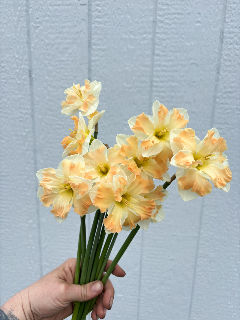 Daffodil - Cum Laude - 10 Stems/Bunch
