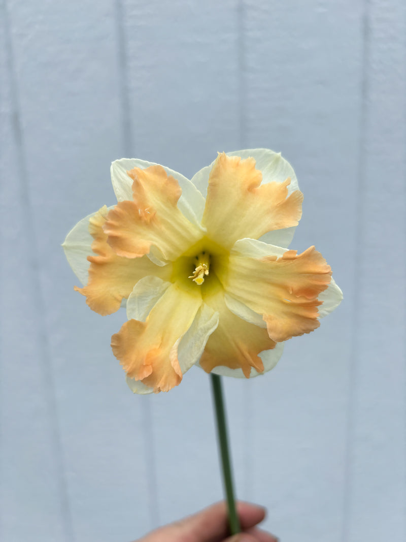 Daffodil - Cum Laude - 10 Stems/Bunch