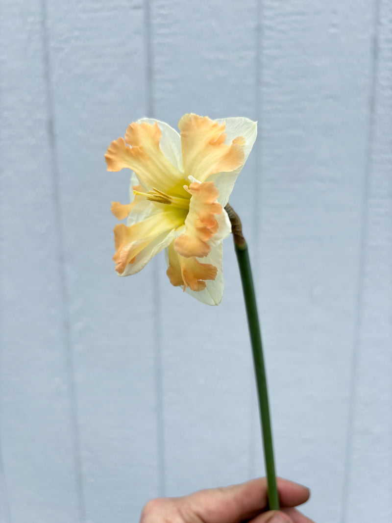 Daffodil - Cum Laude - 10 Stems/Bunch