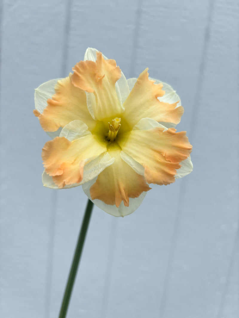 Daffodil - Cum Laude - 10 Stems/Bunch