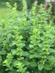 Lemon Balm - Greenery - 20 Stems/Bunch