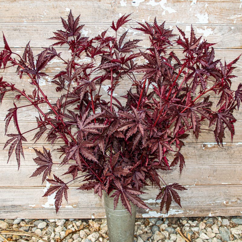 Mahogany Splendor - Foliage - 10 Stems/Bunch