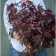Mahogany Splendor - Foliage - 10 Stems/Bunch