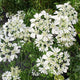 Orlaya - White - 10 Stems/Bunch