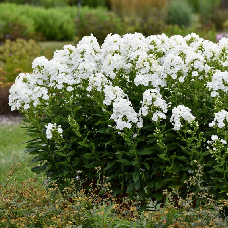 Phlox - White - 5 Stems/Bunch