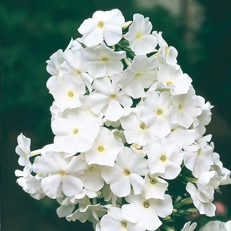 Phlox - White - 5 Stems/Bunch