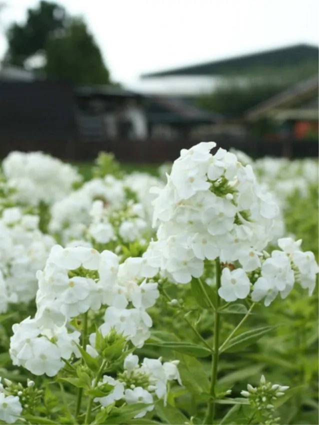 Phlox - White - 5 Stems/Bunch