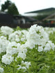 Phlox - White - 5 Stems/Bunch