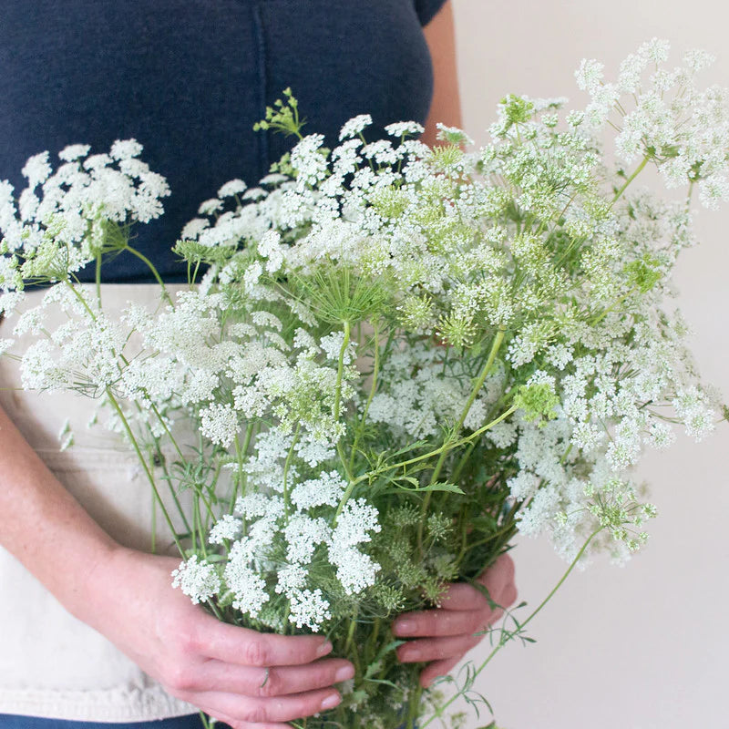 Queen Anne's Lace - White - 10 Stems/Bunch